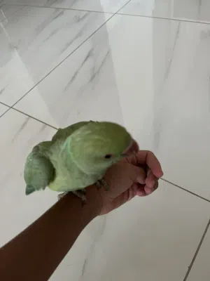 درة هندي عمره 3 شهور و يوقف على أيدك و أليف جدا و ما يعض