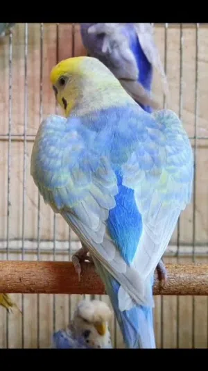 مطلوب زوز انتي  رينبو