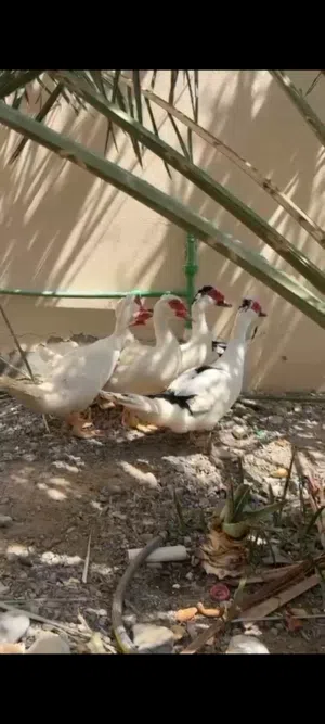 بط مصري مكسوفي أصل