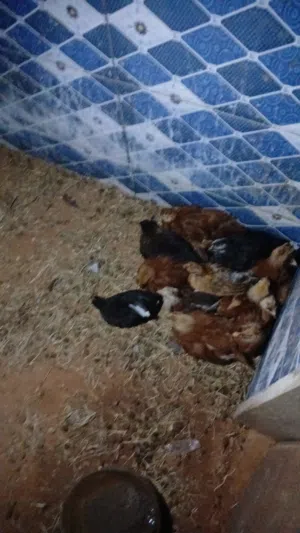 العمر اكثر من شهر ونص