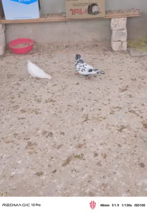 كوبيه تلوتي بالانتاج