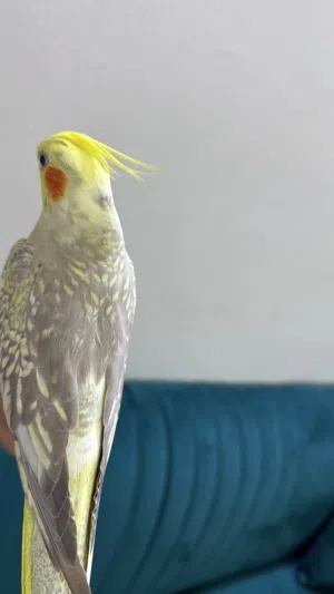 كوكتيل زوج و كوكتيل اليف و انتاج