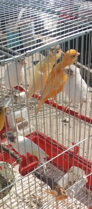 متاح مخاليف بناديق