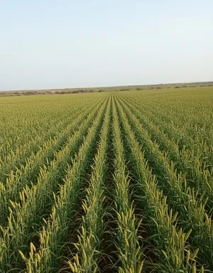 Farm Land for Sale in Al Hudaydah Other