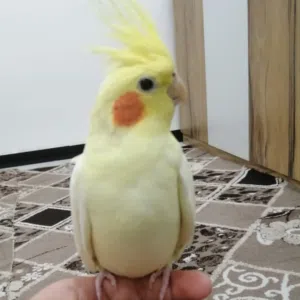 محمد البصراوي 