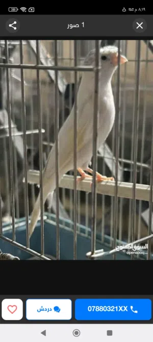 مطلوب كناري بسعر مناسب