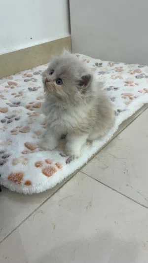 شيرازي العمر 50 يوم