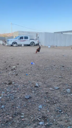 للبيع بيض بلدي وديك