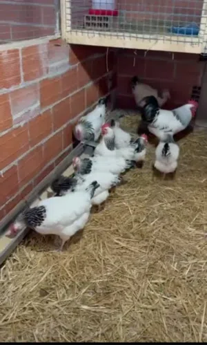 دجاج سايكس طوق يدحي كلهم ربي يبارك