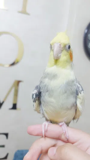 عصفور كوكتيل