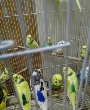 بغبغاء أعمار صغيره