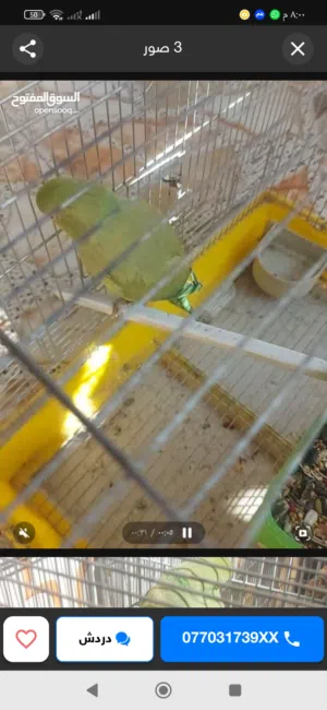 مطلوب فحل طير الحب جاهز كون حار اي نوع بسعر مناسب