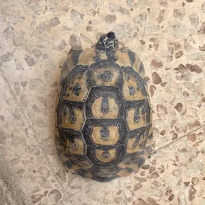 ‏سلاحف‏0