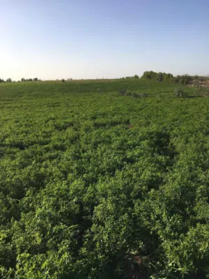 Residential Land for Sale in Ramtha Romtha