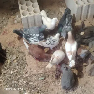 حمام صحه ونظافه