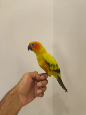 صن كنيور