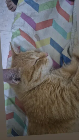 Cat for free