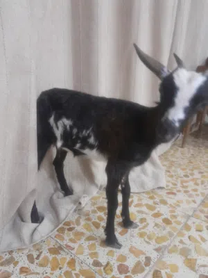 ماعز قطري عمر 5 اشهر