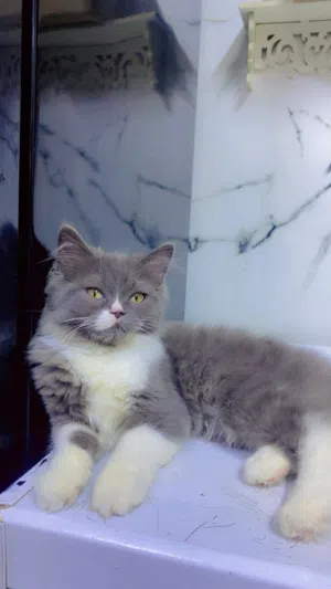 قط هملايا اليف مال بيت