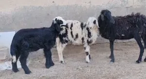 ماشاء الله جاعده محليه تحتها كبش و حمله كل شي صاحي