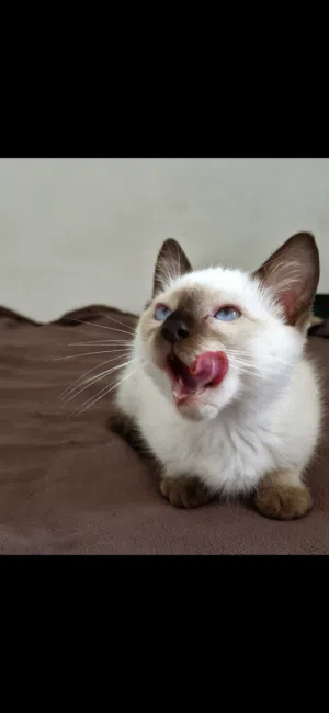 قط هملايا &سيامي