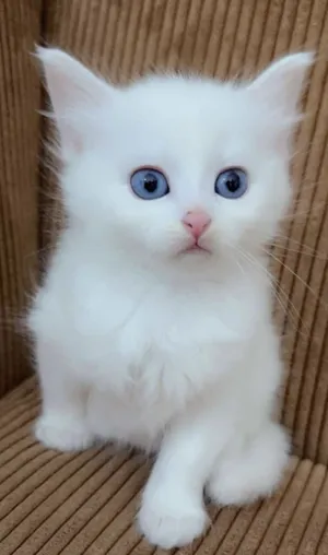 Persian4