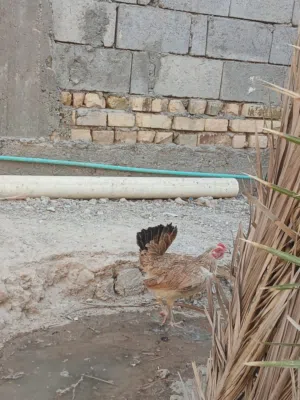 ديج ودجاجة دندراويات
