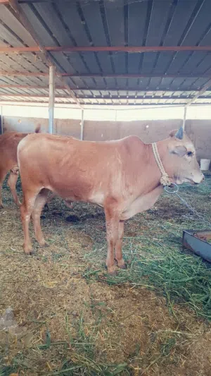 ثور عماني تحت امه للبيع