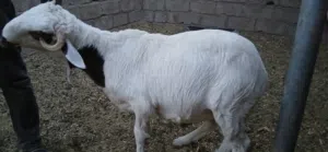كبش ضان مشاءالله