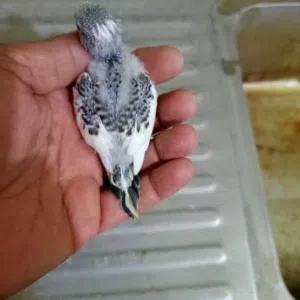 طير حب شكري برصاصي