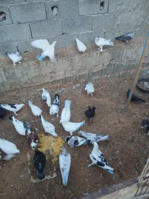 كوبيات حمام عربي