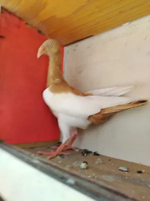 Pigeons1