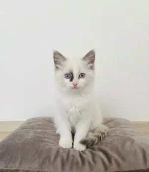 قطه راجدول مميزه للبيع