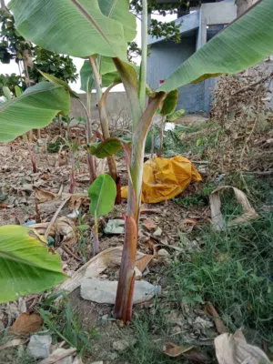 متوفر شتلات موز فرض درجه اولى سعر شتله نص ريال