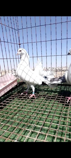 فراخ الصلاه على النبي جهزات للكرش للبيع أفلح من صلا على النبي سعر طري في ثلاث حبات ضرب