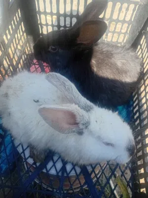 جوز ارانب عمر 4شهور تقريبا