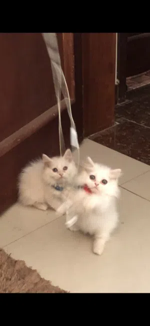 قطط شيرازي للبيع