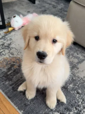 Golden retriever puppies
