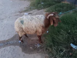 خروف الله ايبارك