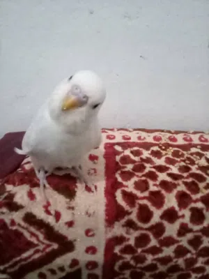 طيور الحب اليفه جدا على الانسان الواحد بسبعه الف