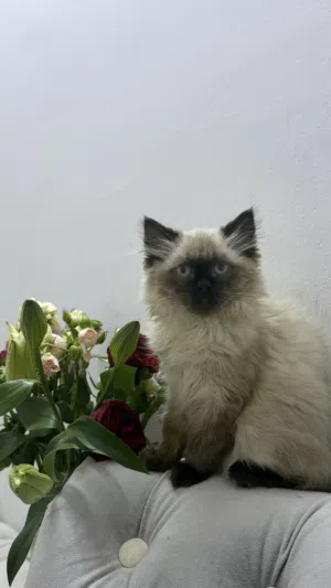 قطه للبييع