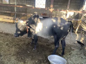 للبيع ثور أثيوبي معطوم