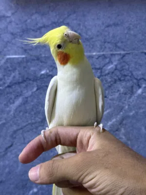 كوكتيل متكلم تابع الوصف