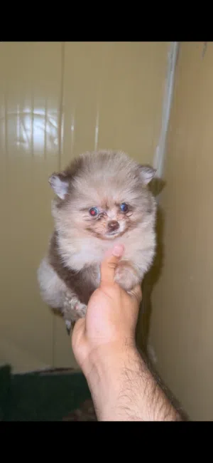 Pomeranian Chocolate Marley male & female