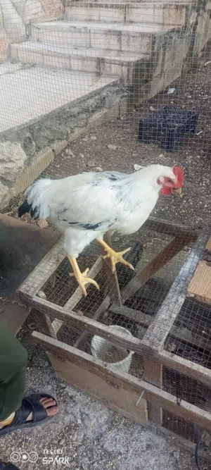 ديك سايكس للبيع