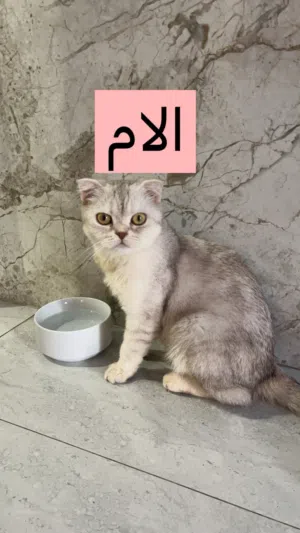 قطط سكوتش مطعمين للبيع