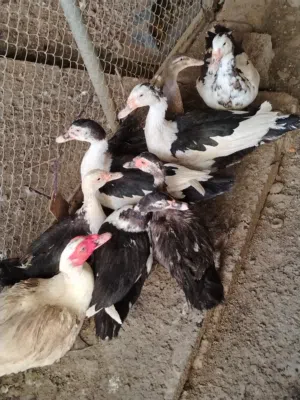 بط مصري يتوفر ذكور و إناث منتجات اقرا لوصف