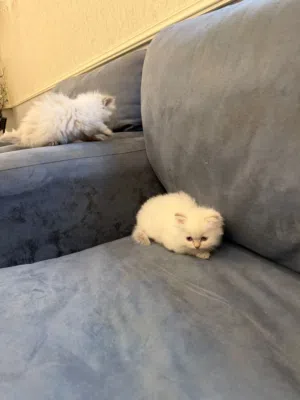 همالايا بيور