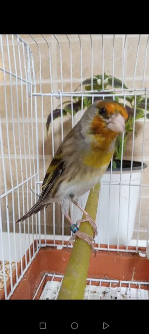 أفلح من صلى علي النبي.. متاح بندوق حسون مغنا حسون زي النار