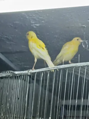 طيرى ليمونيه بندوقه